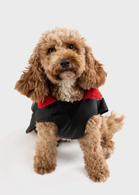 Waterproof Dog Coat in Black/Red